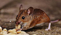 24 Hour & Emergency Exterminators in E New Market, MD